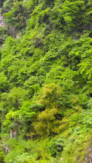 5A风景区三峡人家龙进溪风景区航拍合集146秒视频