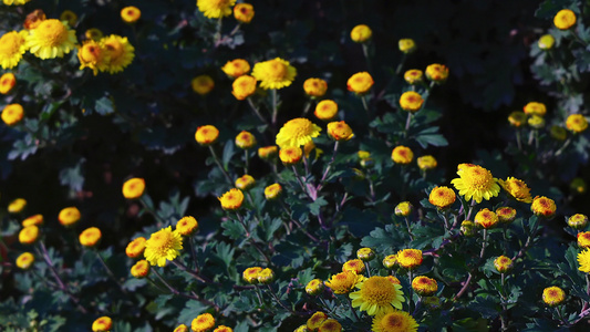 实拍唯美菊花  菊花田 菊花视频实拍素材视频