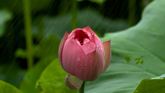 4K实拍雨中荷花视频素材[选题]视频