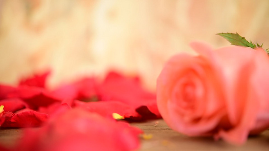 粉红玫瑰花在木地板情人节日视频