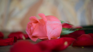 粉红玫瑰花在木地板12秒视频