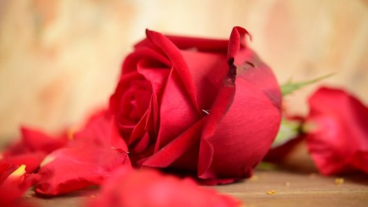 情人节当天木地板上的红玫瑰花视频