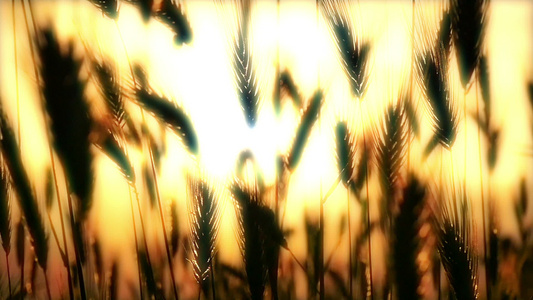日落时的绿草缓慢运动视频