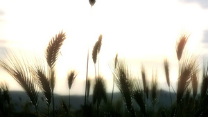 日落时的绿草缓慢运动29秒视频