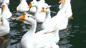 湖泊中的家禽大白鹅合集4K55秒视频