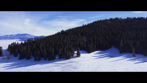 航拍雪山松树森林71秒视频