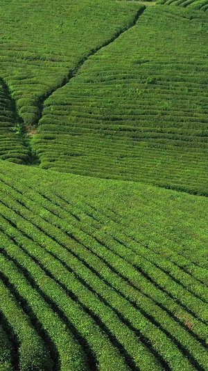 航拍贵州春茶茶园素材碧螺春59秒视频