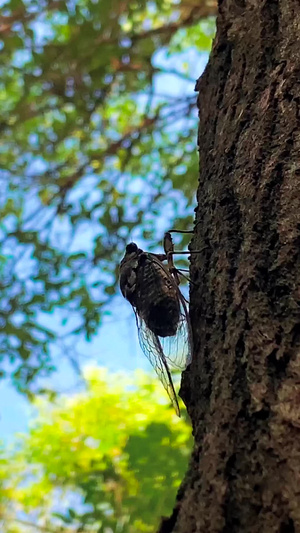 实拍夏季动物昆虫知了28秒视频