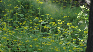 4k春日野菊花花朵花海意境空镜头19秒视频