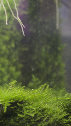 水草种植水生植物59秒视频