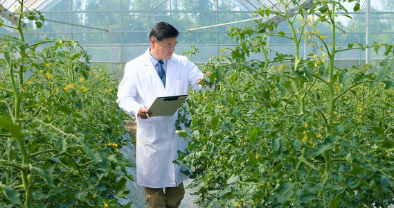 研究员查看植物生长状况视频