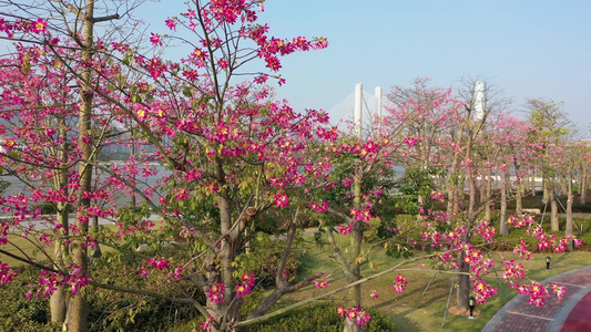 航拍广东珠海横琴花海长廊樱花木棉景观区视频