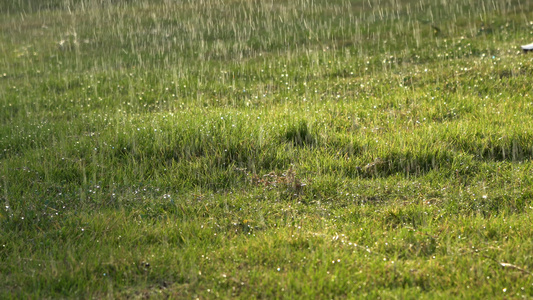 4k实拍草地喷水合集视频