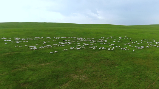 草原上奔跑的羊群视频