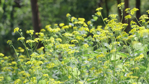 4k春日野菊花花朵花开花海意境18秒视频