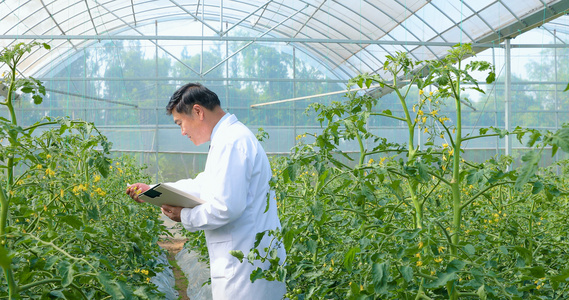 植物学教授查看植物生长状况视频