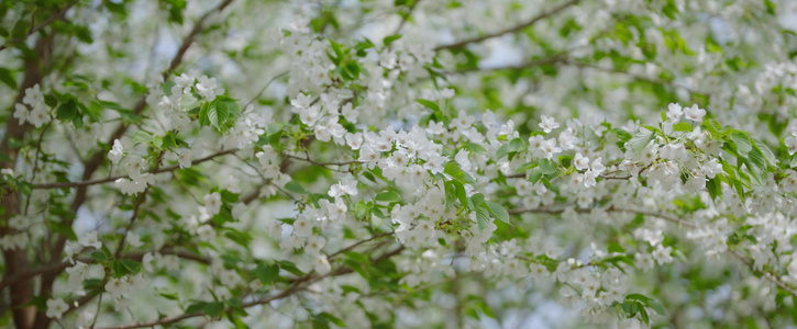 4K春天花朵垂丝海棠随风起舞唯美自然景色视频