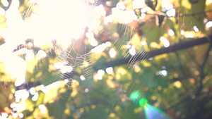 蜘蛛编织在树上的蜘蛛17秒视频