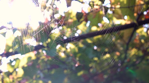 蜘蛛蜘蛛网被一只蜘蛛编织在风中16秒视频
