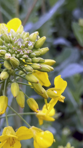 实拍油菜花特写春天风景视频