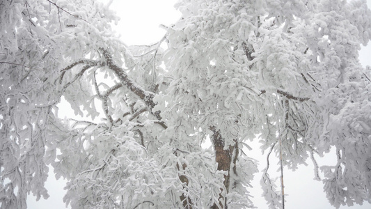 4K实拍唯美被冰雪包裹的树视频素材视频