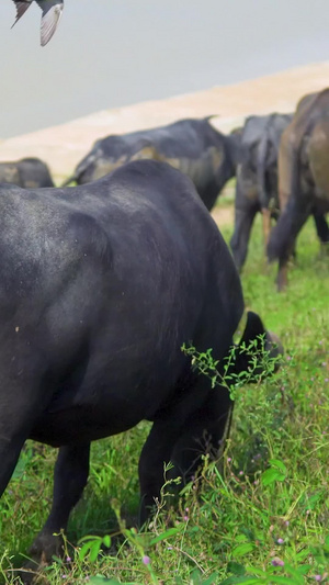 放牧场里吃草的水牛视频21秒视频
