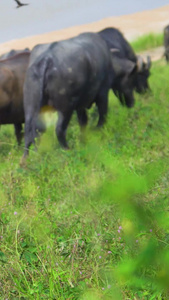 放牧场里吃草的水牛视频视频