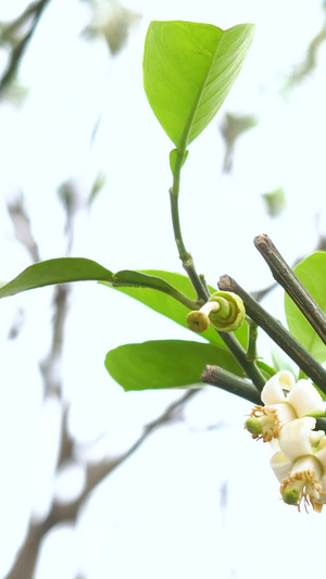 初春的桂花合集桂花树29秒视频