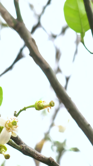 初春的桂花合集桂花树29秒视频