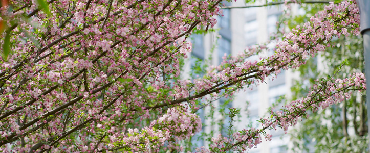 4K春天城市的桃花树丛景色视频