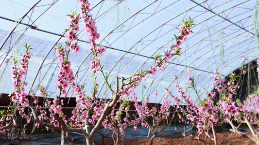 桃花空境素材视频