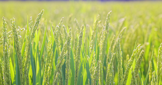 夏天里阳光下即将成熟的水稻稻穗视频