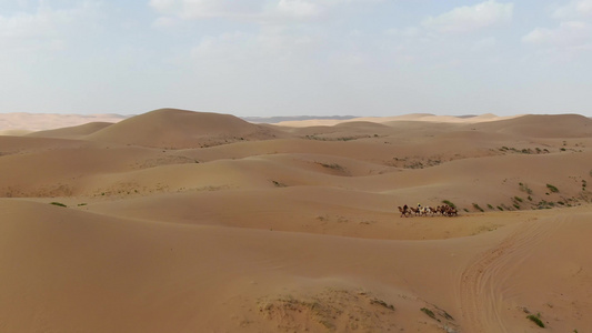 沙漠骆驼视频