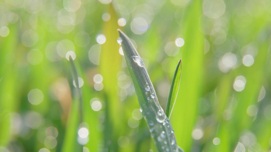 清晨小草露水实拍视频