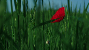 特写镜头红花盛开与蜗牛绿草地14秒视频