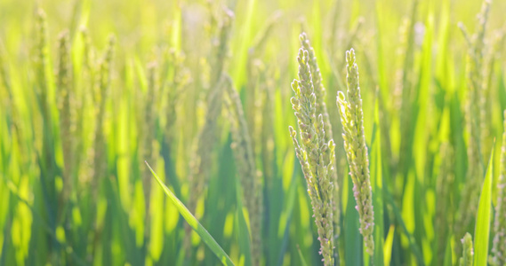 夏天里阳光下即将成熟的水稻稻穗视频