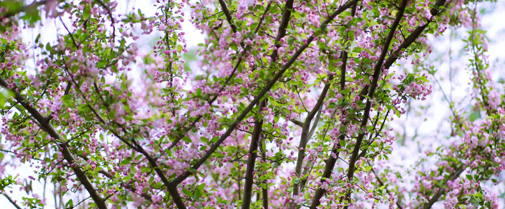 4K桃花树丛中蜜蜂采蜜春天景色繁茂花开视频