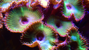 海水下摇动的多彩按扣珊瑚53秒视频