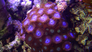 生在海水下摇动的多彩按扣珊瑚34秒视频