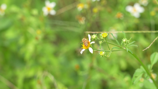 野花上的蜜蜂视频