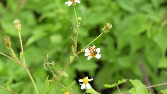 野花上的蜜蜂视频