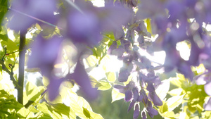阳光下的紫藤花10秒视频