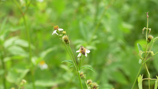 野花上的蜜蜂视频