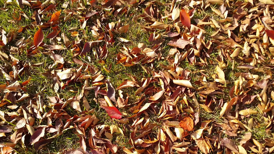 秋季时干棕色叶的近距离观察视频