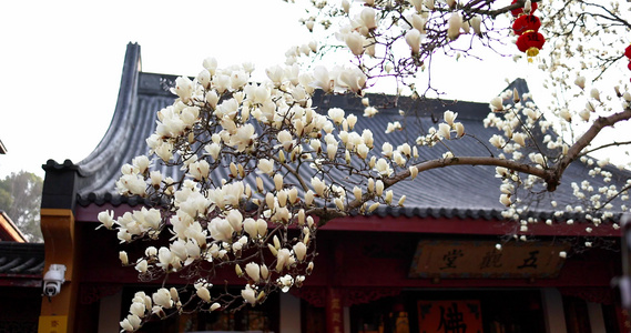 杭州法喜寺500年白玉兰盛放视频