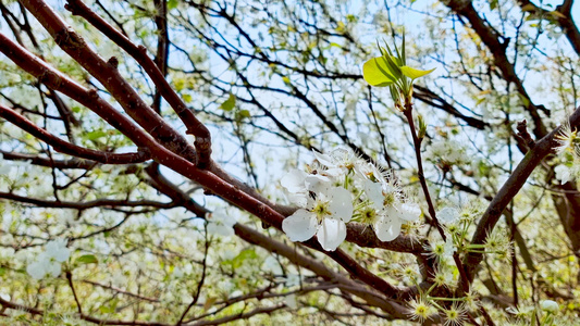 4K春天来到梨花盛开视频素材[似雪]视频