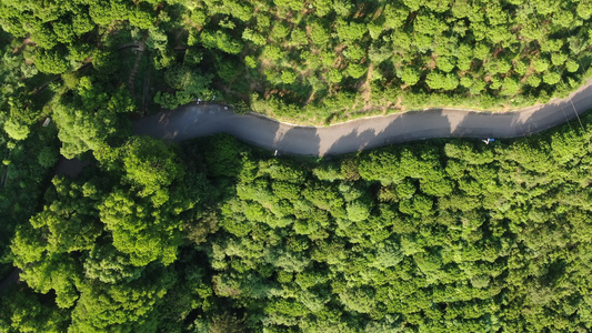 俯拍绿色森林中的公路航拍视频