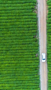 茶海里奔跑的汽车茶叶种植视频