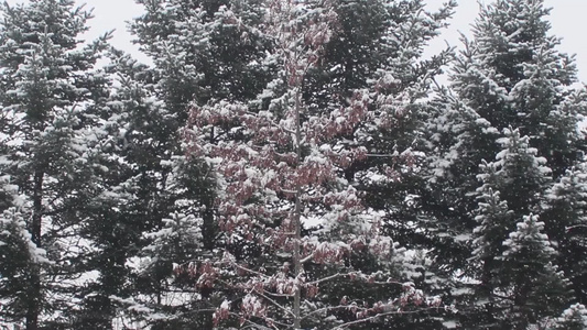 冬季在公园中看到地面和树上积雪的情况视频