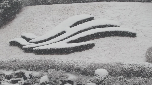 冬季在公园中看到地面和树上积雪的情况视频